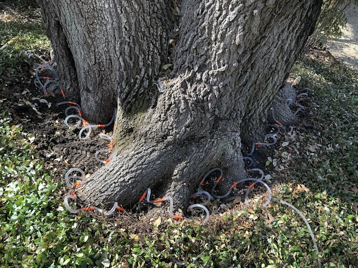 Detailed Tree Cabling and Bracing job site in Concho