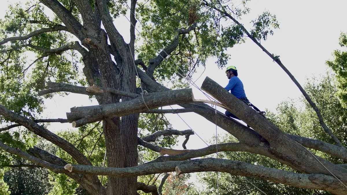 Professional Crown Thinning performed by certified arborists in Concho