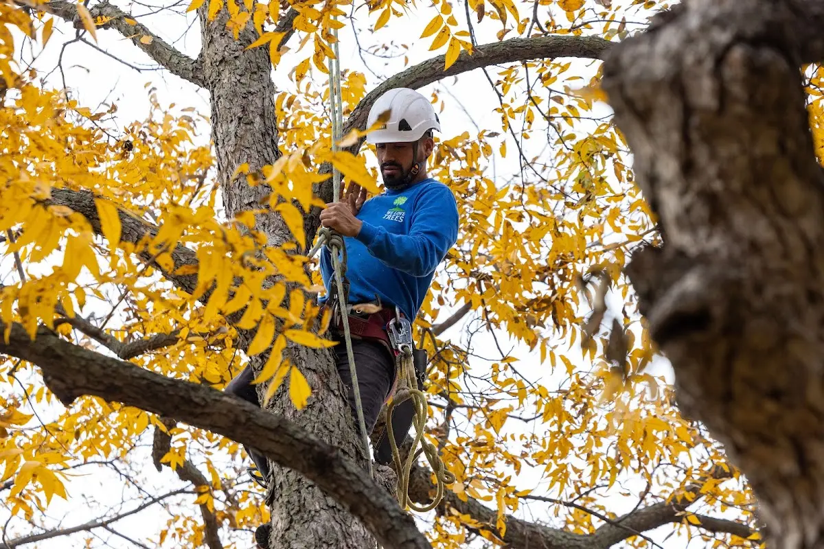 Skilled Storm Damage Cleanup crew working in Concho